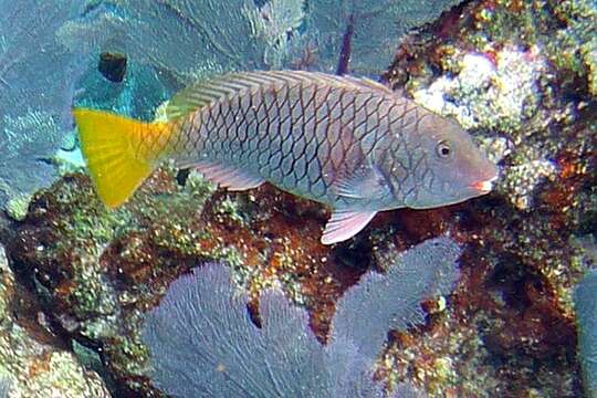 Image of Yellowtail parrotfish