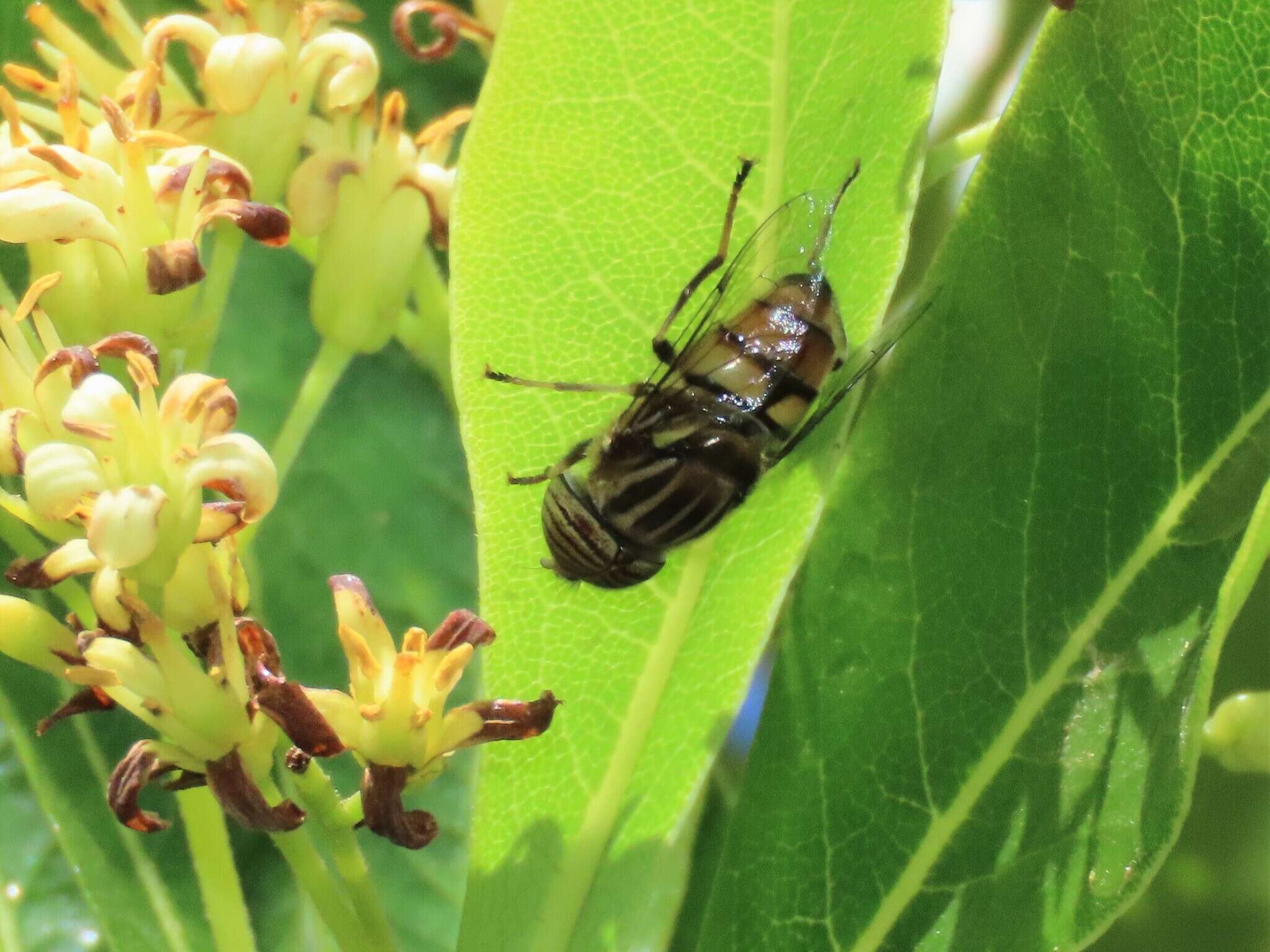 صورة Eristalinus barclayi (Bezzi 1915)