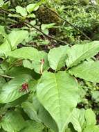 Image of alpine honeysuckle