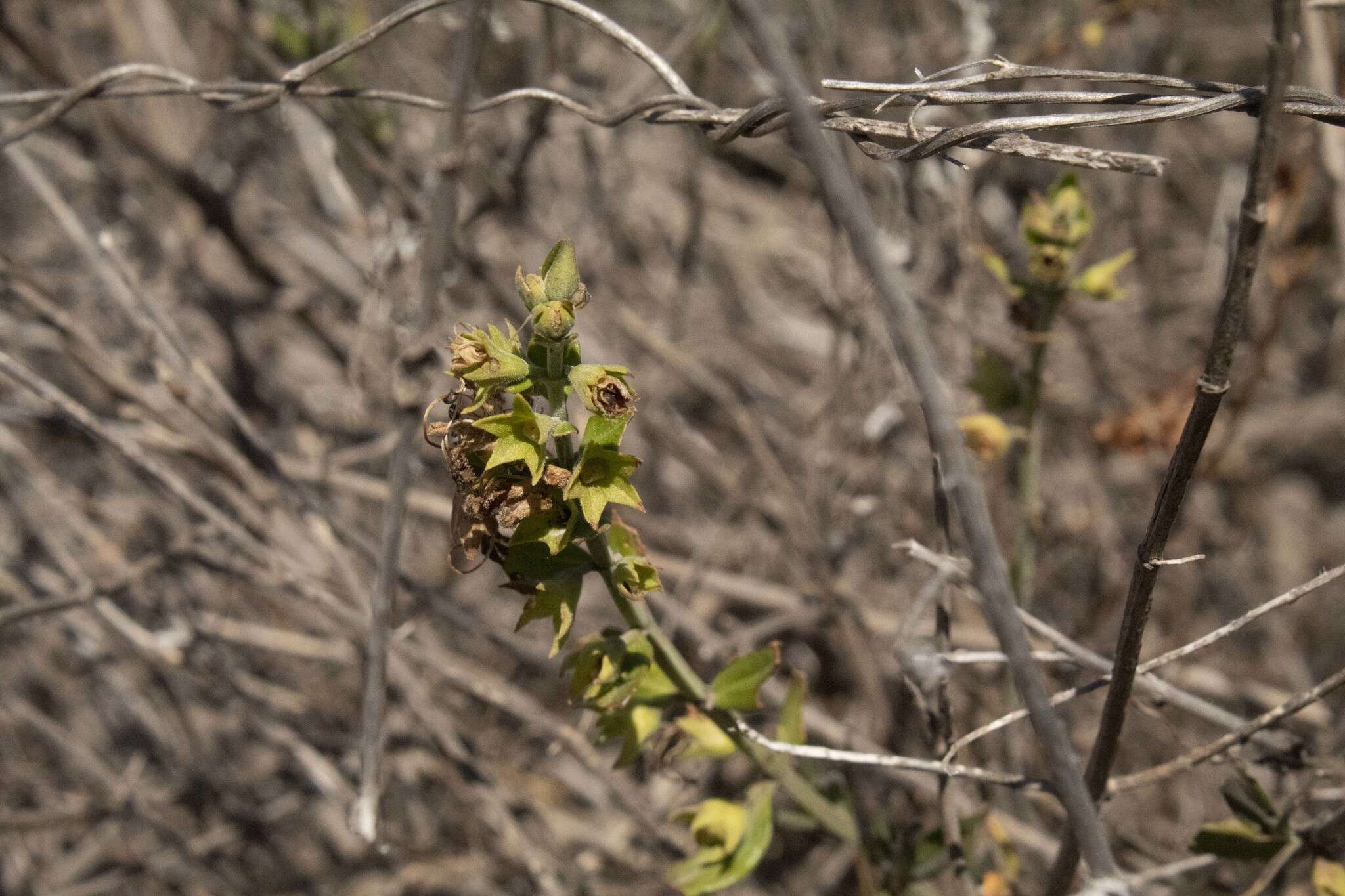 Image of Teucrium bicolor Sm.