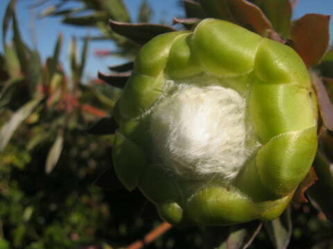 Plancia ëd Protea coronata Lam.