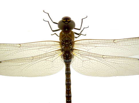 Image of Migrant Hawker