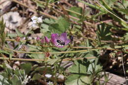 Image of Diadasia nigrifrons (Cresson 1879)