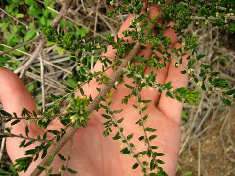 Image of Pomaderris phylicifolia Lodd.