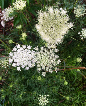 Image of Queen Anne's lace