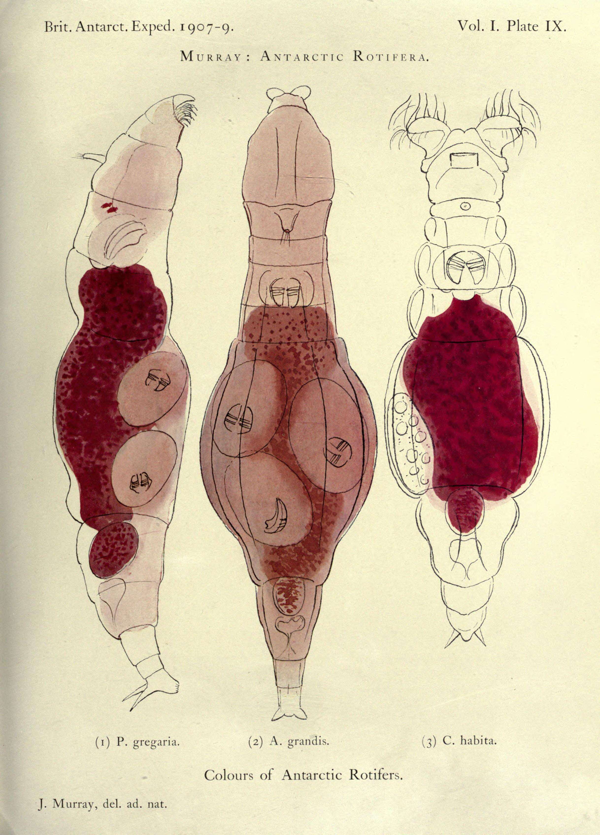 Слика од Philodinidae