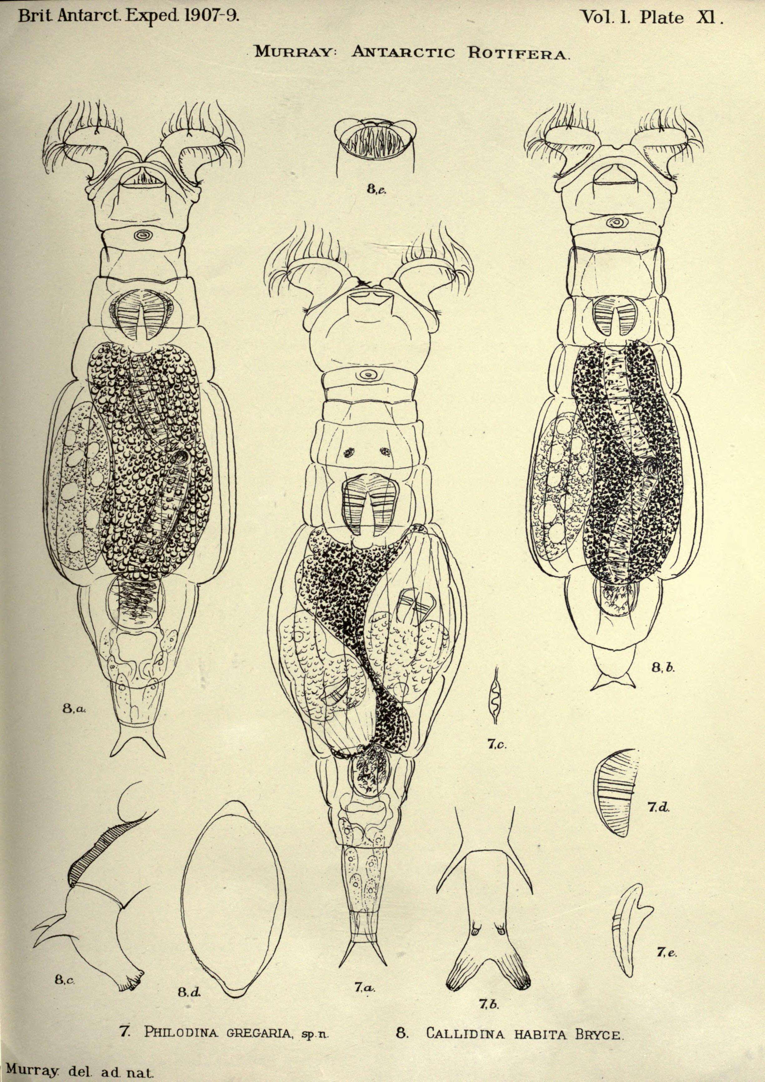 Image of Philodinidae