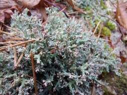 Image of Cladonia turgida Ehrh. ex Hoffm.