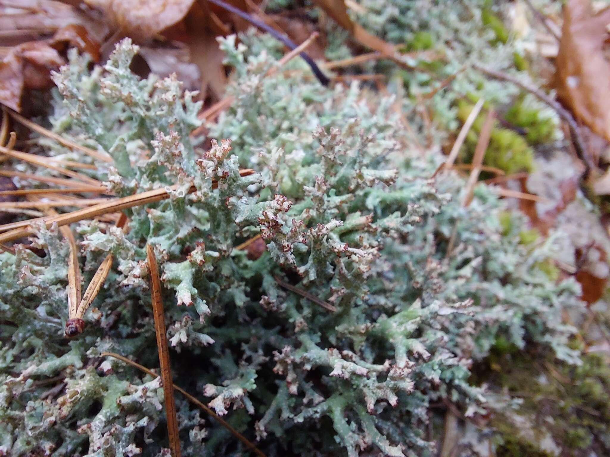 Image of Cladonia turgida Ehrh. ex Hoffm.