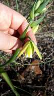 Image of Albuca flaccida Jacq.