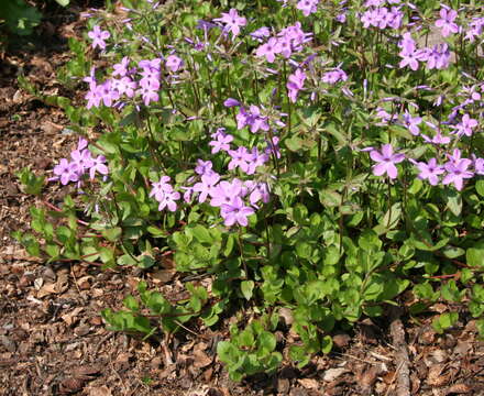 Image of creeping phlox