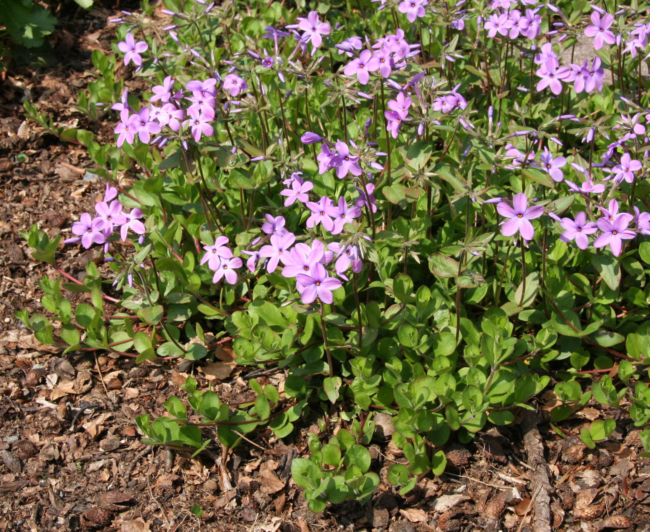 Image of creeping phlox