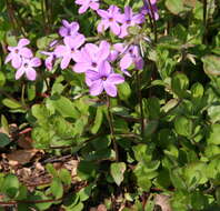 Image of creeping phlox