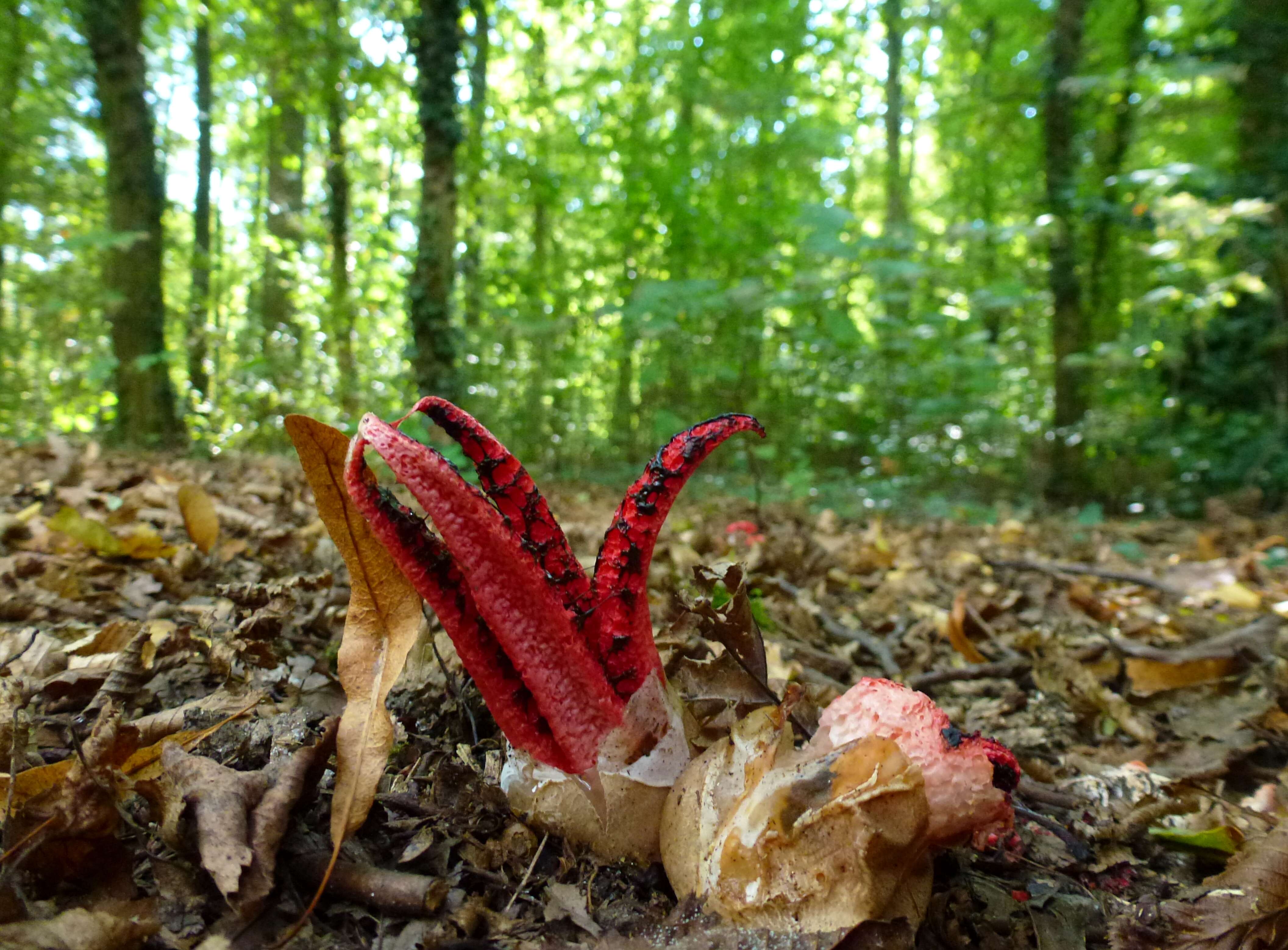 Image of octopus stinkhorn