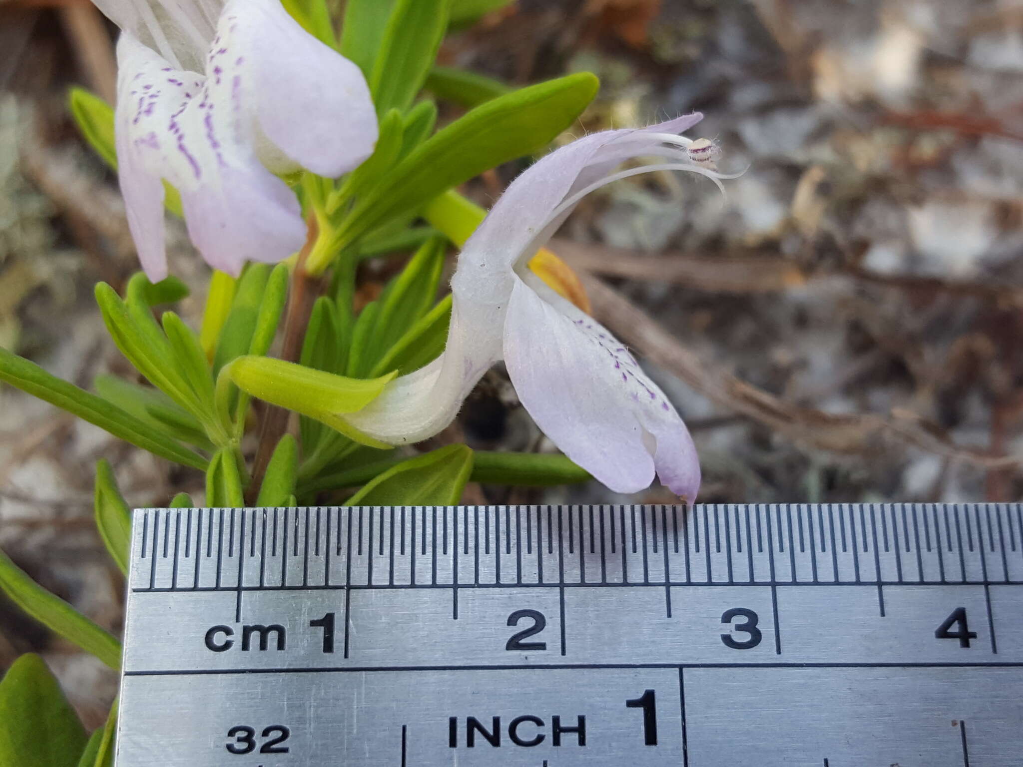 Image of Etonia rosemary