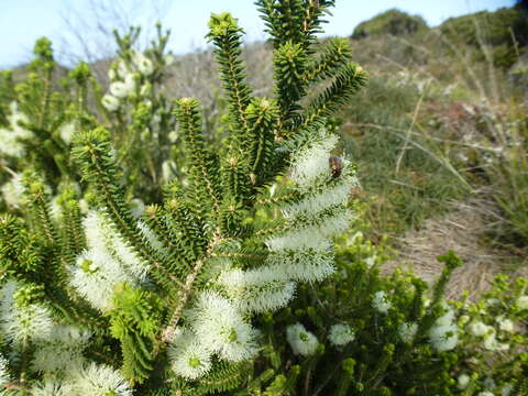 Слика од Melaleuca microphylla Sm.