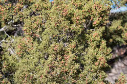 Слика од Juniperus pinchotii Sudw.