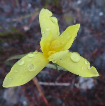 Image of Bobartia filiformis (L. fil.) Ker Gawl.