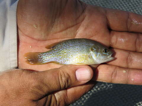 Image of Green Sunfish