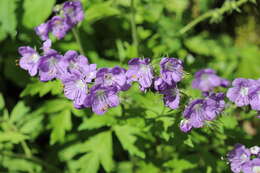 Phacelia bipinnatifida Michx. resmi