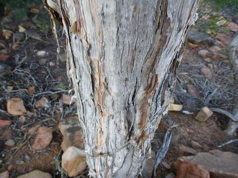 Image of Melaleuca nematophylla F. Müll. ex L. A. Craven