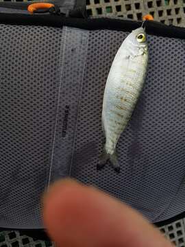 Image of Australian herring