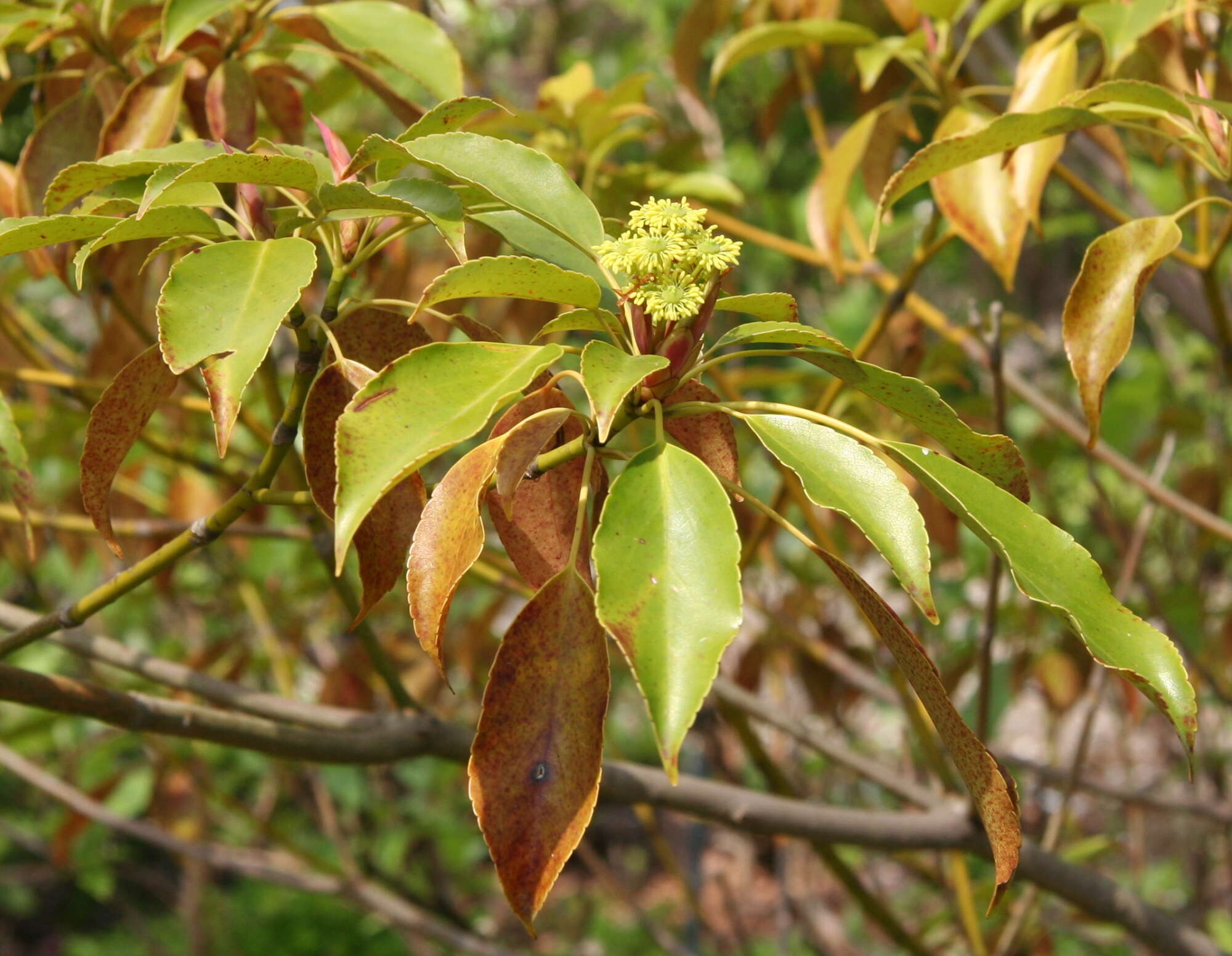 Image of Trochodendron