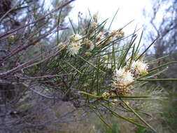 Sivun Melaleuca osullivanii Craven & Lepschi kuva