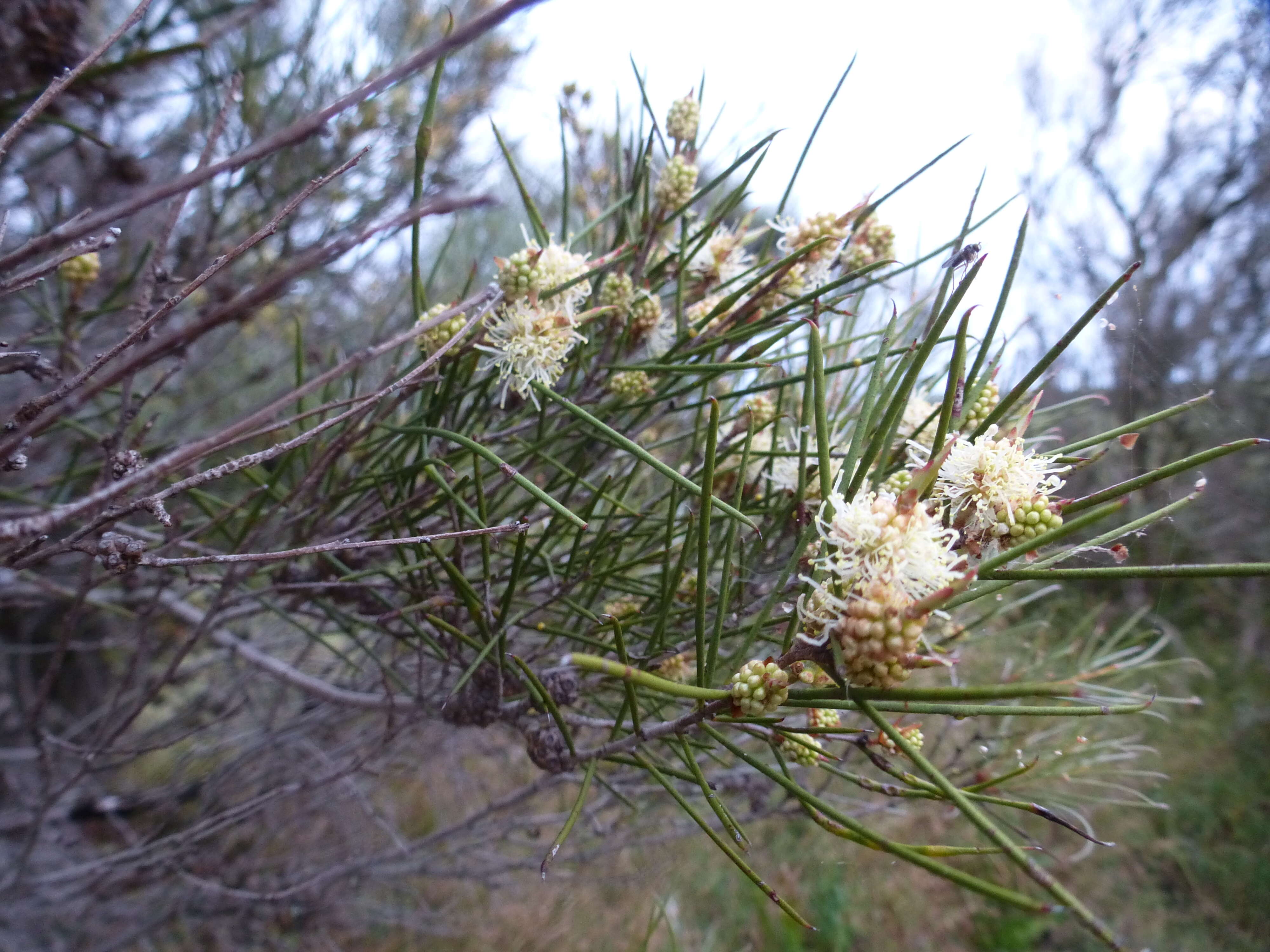 Sivun Melaleuca osullivanii Craven & Lepschi kuva