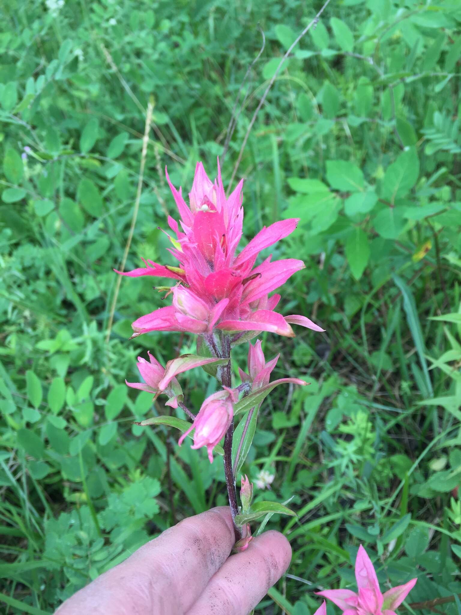 Image of giant red Indian paintbrush