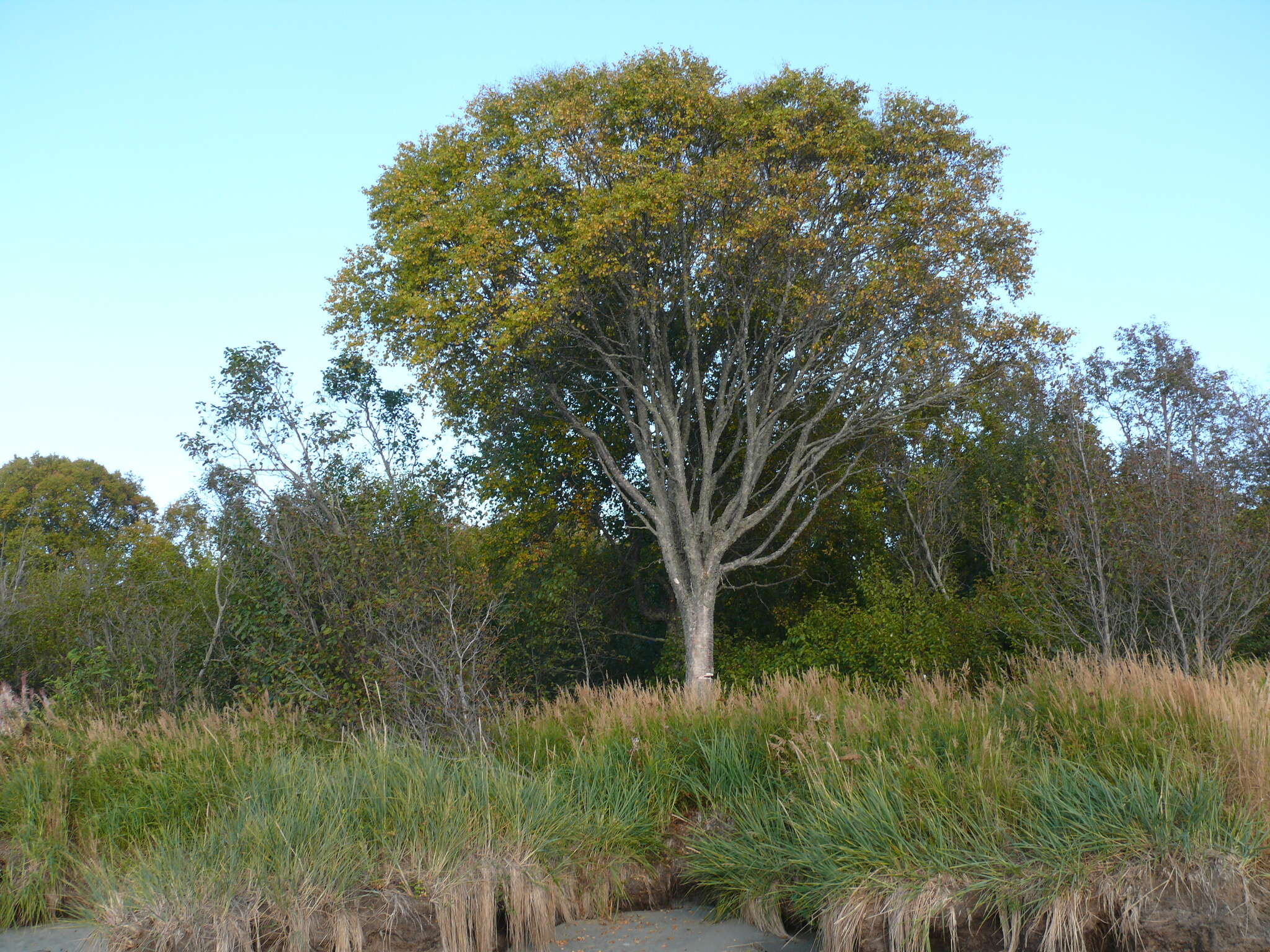 Image of paper birch