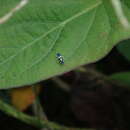 Image of Microgoniella quevedoensis Young 1977