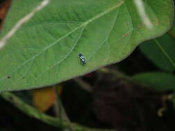 Image of Microgoniella quevedoensis Young 1977