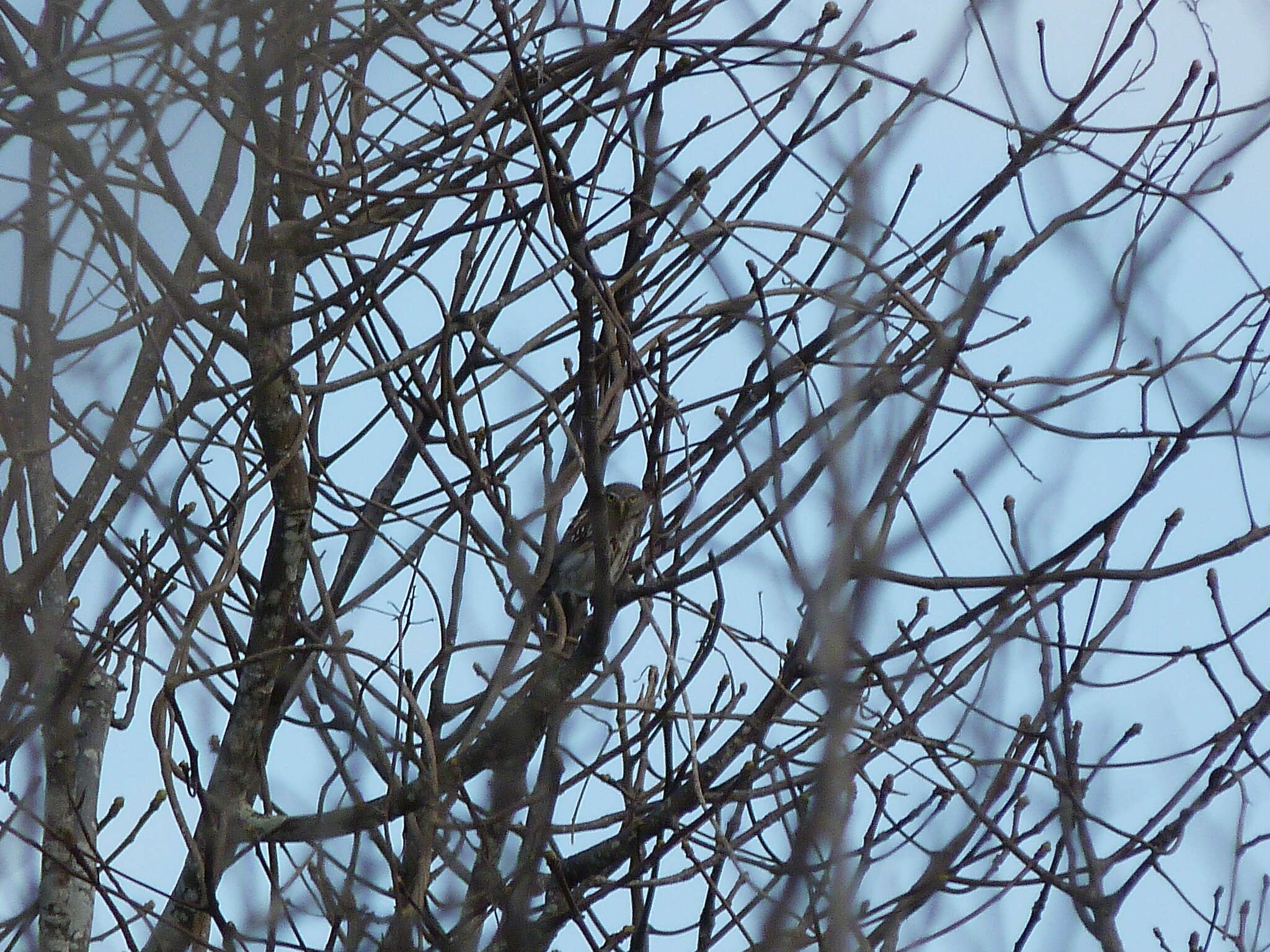 Plancia ëd Glaucidium peruanum König & C 1991