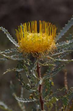 Image of Banksia