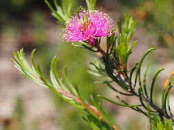 Image de Melaleuca parviceps Lindl.