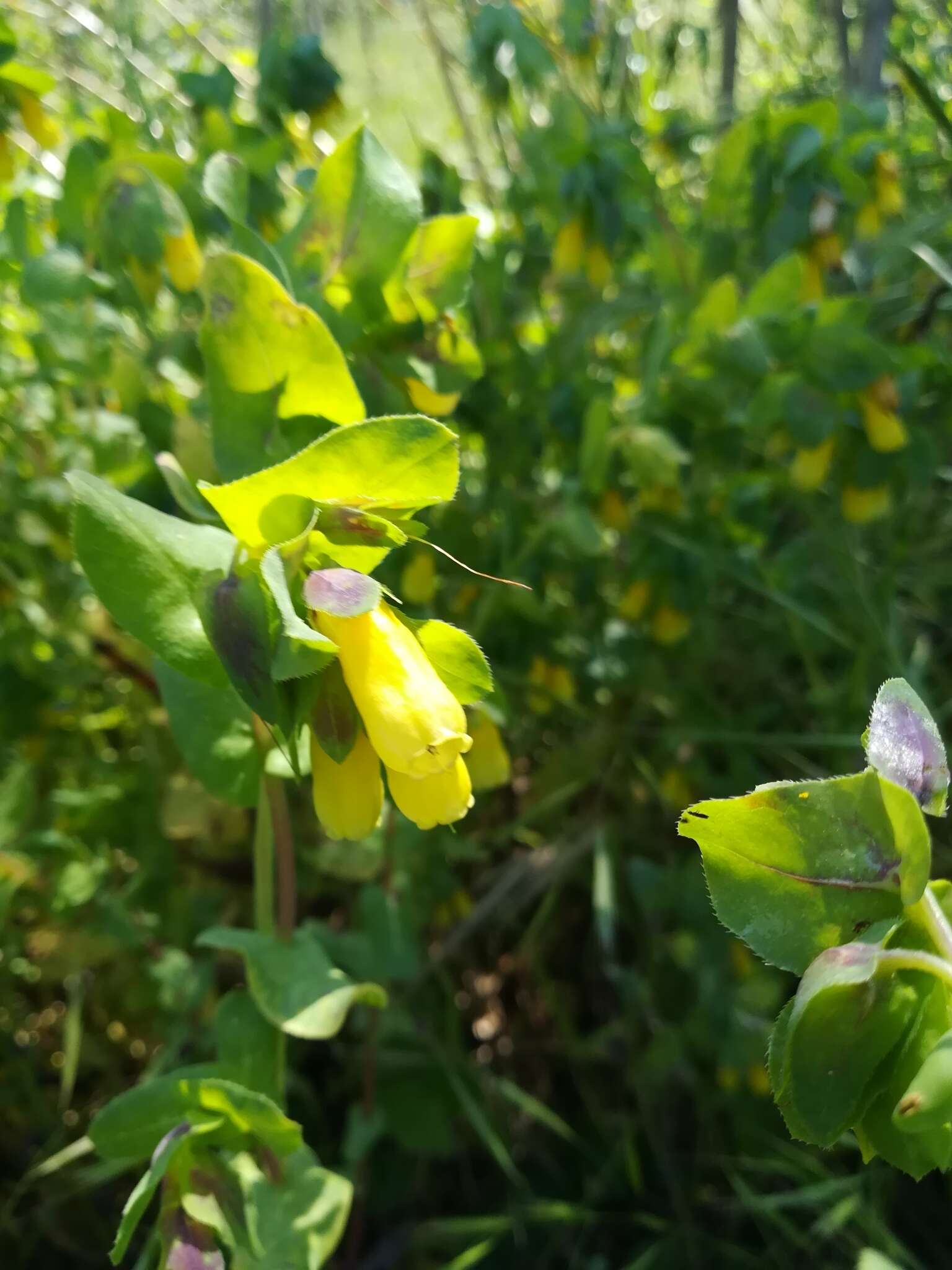 Cerinthe major L. resmi