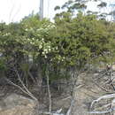 Image de Melaleuca pauperiflora F. Müll.