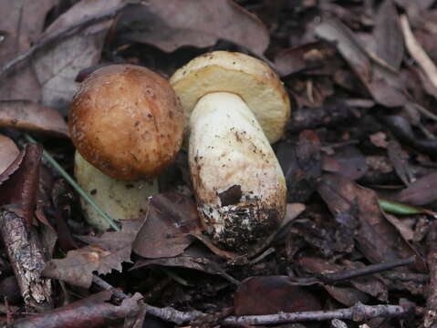 Image of Leccinellum lepidum (H. Bouchet ex Essette) Bresinsky & Manfr. Binder 2003