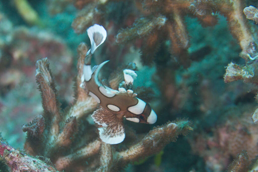 Image of Harlequin sweetlips