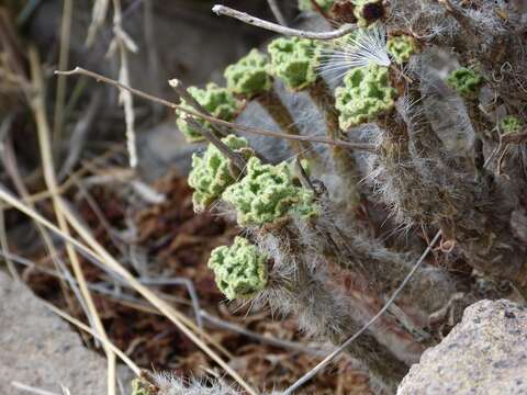 Image of Aeonium smithii (Sims) Webb & Berth.