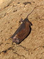 Image of Tadarine Free-tailed Bats