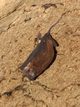 Image of Tadarine Free-tailed Bats