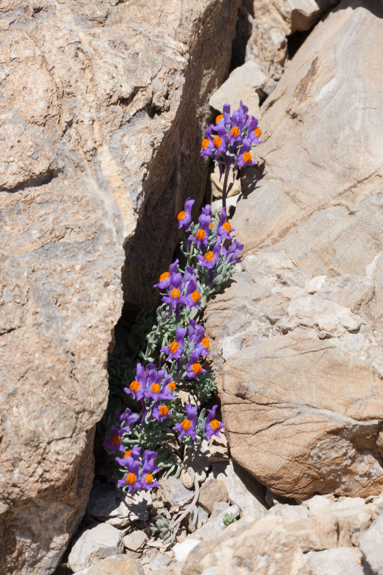 Image of Linaria alpina subsp. alpina