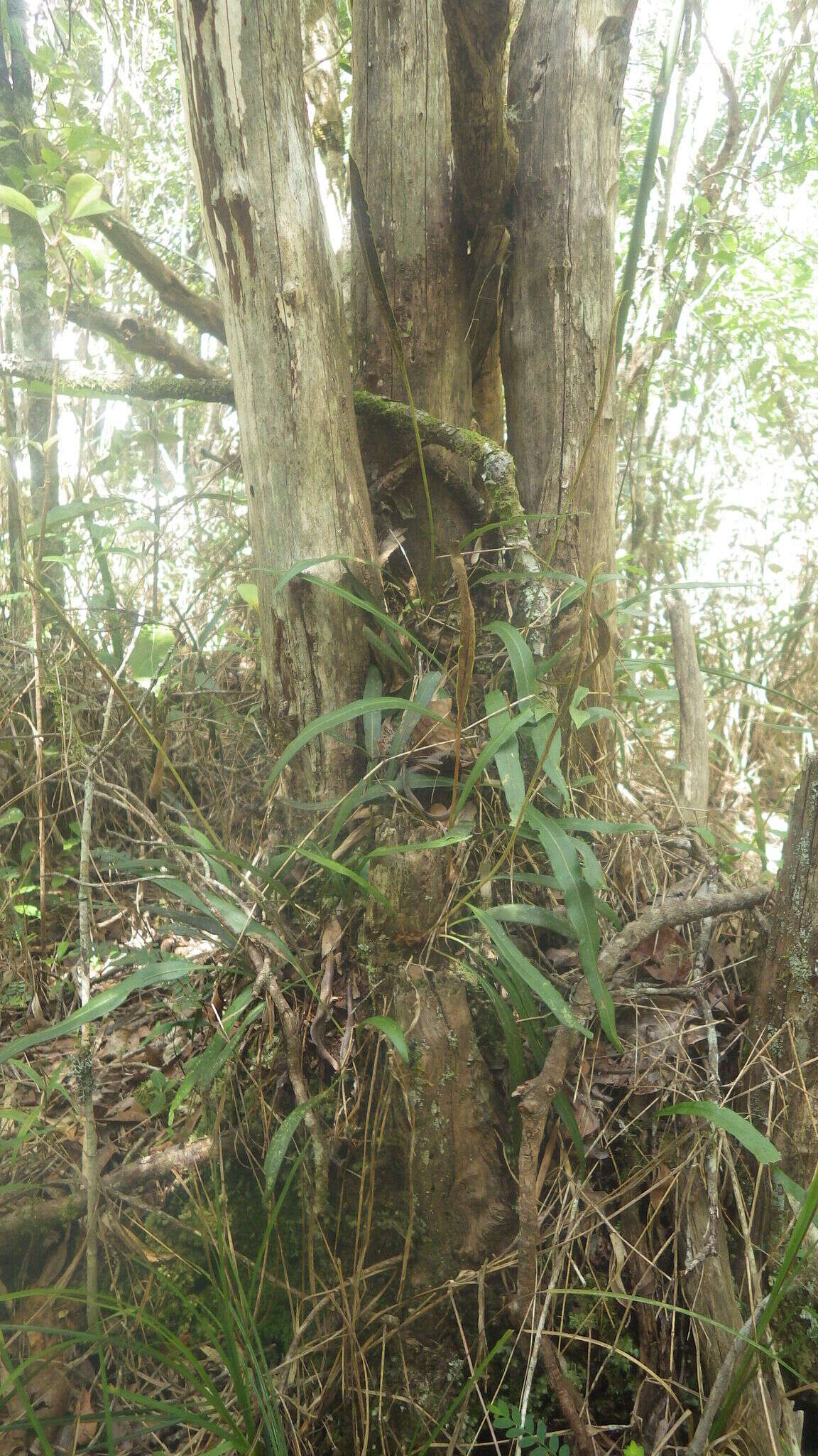 Plancia ëd Elaphoglossum conforme (Sw.) Schott