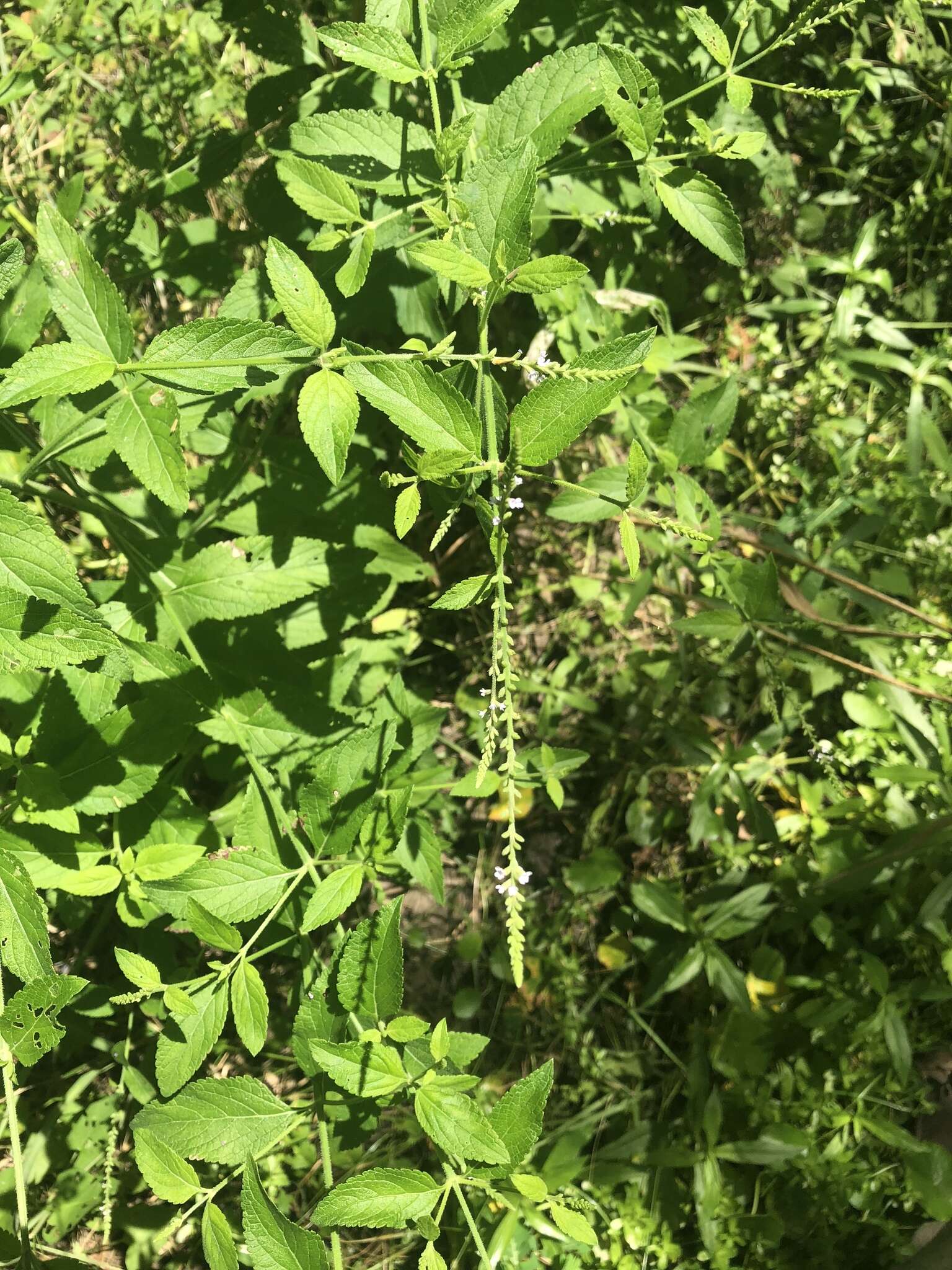 Image of Sandpaper Vervain