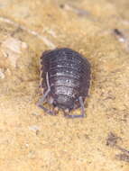 Image of Porcellio monticola Lereboullet 1853