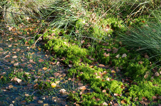 Image of flat-topped bog-moss