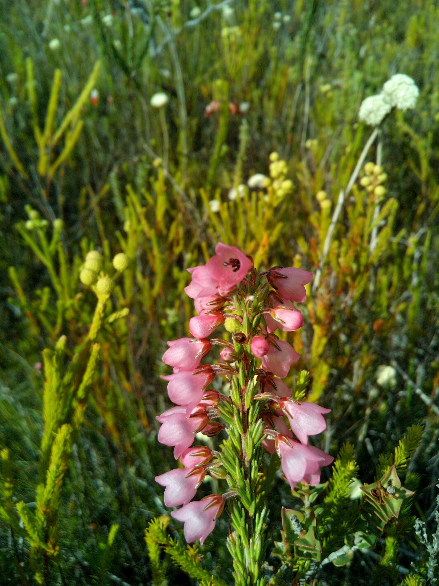 Слика од Erica elimensis var. elimensis