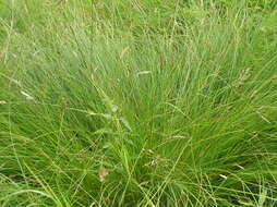 Image of fibrous tussock-sedge